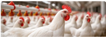 Poultry and livestock solutions